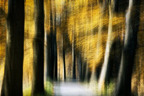 Dreamy forest of light