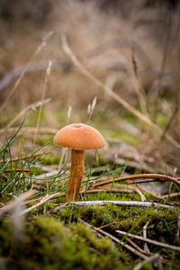 paddestoel in het bos 2015 03 van Arjen Schippers