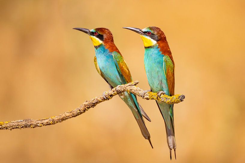 Bee-eater, Merops apiaster by Gert Hilbink