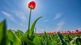 Einer der letzten von Patrick Hartog