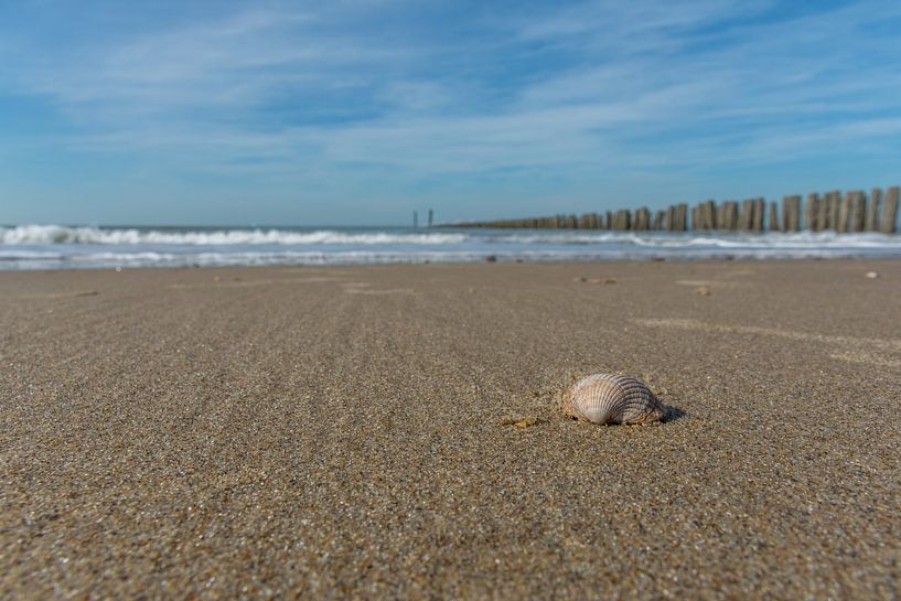 Shell on the beach of Cadzand-bad by John van de Gazelle fotografie