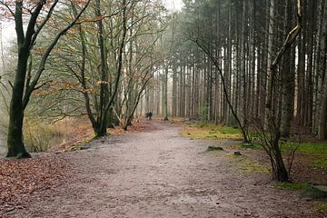Een wandeling in het bos van Frank's Awesome Travels