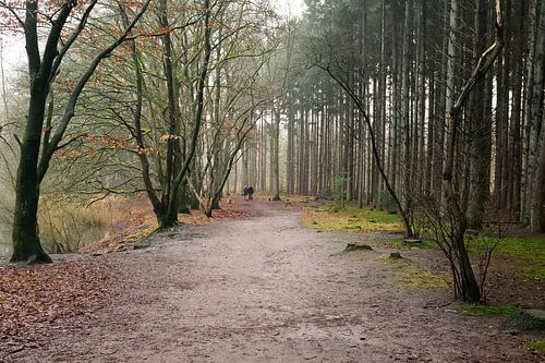 Een wandeling in het bos
