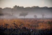 Ochtenddauw Buurserzand