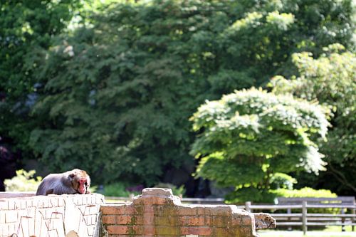 sip aapje in de dierentuin