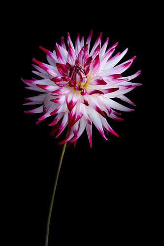 Dahlia II