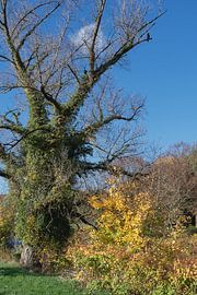 Herbst an der Wupper im Naturschutzgebiet Wupperhänge,Bergisches Land,NRW,Deutschland
