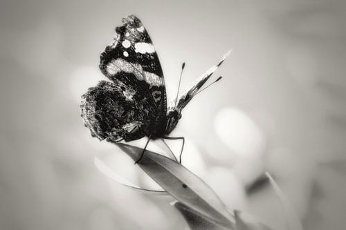 The butterfly effect