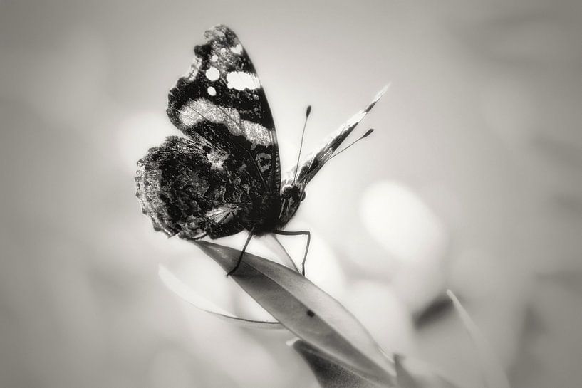The butterfly effect by Maickel Dedeken