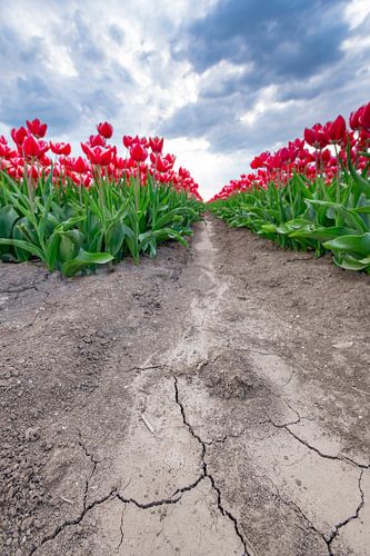 Des tulipes rouges et roses en fleurs dans un champ lors d'un après-midi de printemps orageux