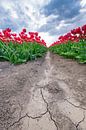 Bloeiende rode en roze tulpen in een veld tijdens een stormachtige lentemiddag van Sjoerd van der Wal Fotografie thumbnail