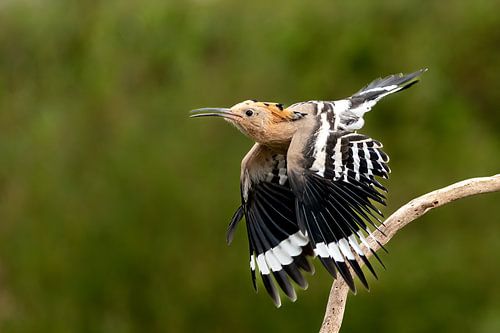 Hop flying away