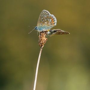 Ikarusblau - Polyommatus icarus 3