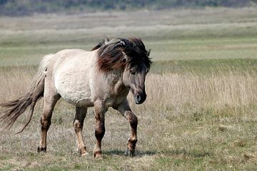 Wildpferd im De Slufter von christine b-b müller