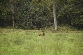 Rust uurtje tijdens de bronst op de Veluwe van Bianca en Patrick Penning