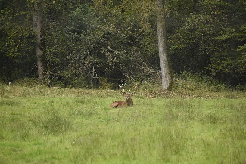 Resting hour during the rut on the Veluwe by Bianca en Patrick Penning