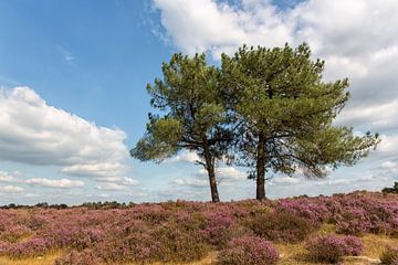 Kalmthoutse Heide by Bram van Broekhoven