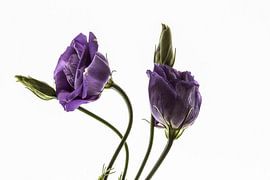 Fleur mauve à contre-jour