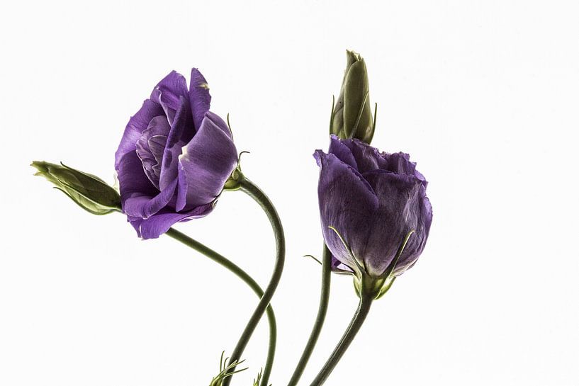 Fleur mauve à contre-jour par Winne Köhn