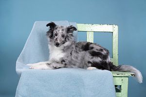 Liebenswerter Shetland-Schäferhund liegt auf einer Bank