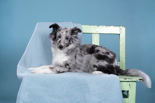 Schattige shetland sheepdog (sheltie) ligt op een bank