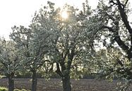 De zon kust de bloesem. van Jurjen Jan Snikkenburg thumbnail