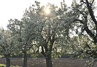 De zon kust de bloesem.