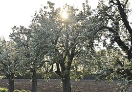The sun kisses the blossom. by Jurjen Jan Snikkenburg