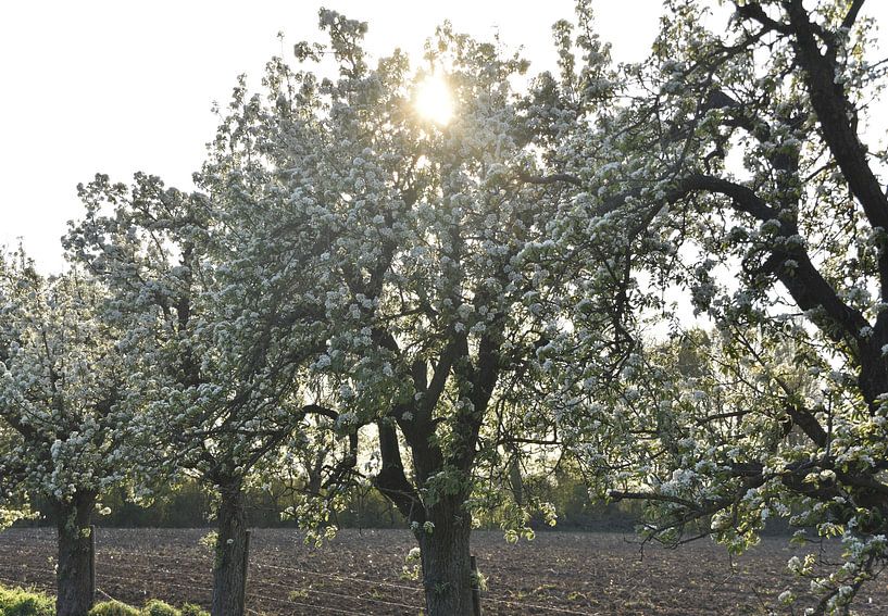 De zon kust de bloesem. van Jurjen Jan Snikkenburg