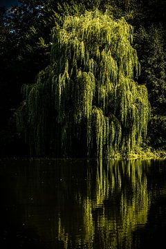 Spiegelung einer Trauerweide im See von Dieter Walther