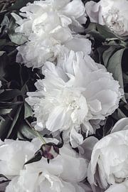 Lushly blooming white peonies - romantic flower poster with a vintage look by Studio17