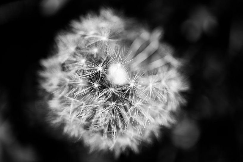 Dandelion by Richard de Bruin