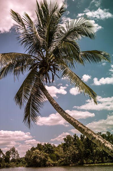 Palmboom von Natascha Friesen Baggen