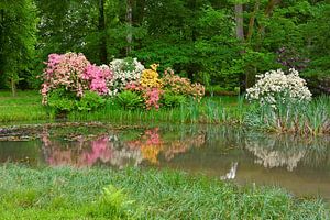 Bunte Rhododendren-Vielfalt