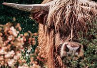 Scottish Highlander
