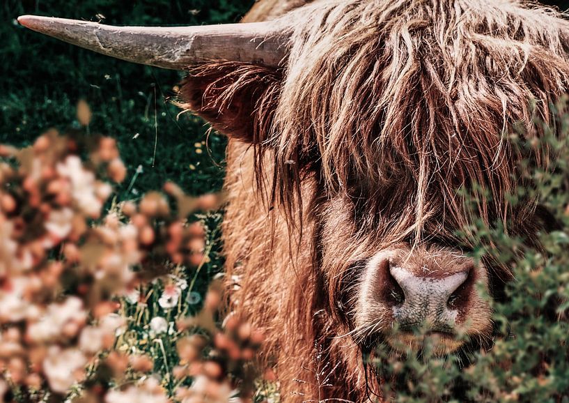 Schottischer Highlander von Bert Hooijer