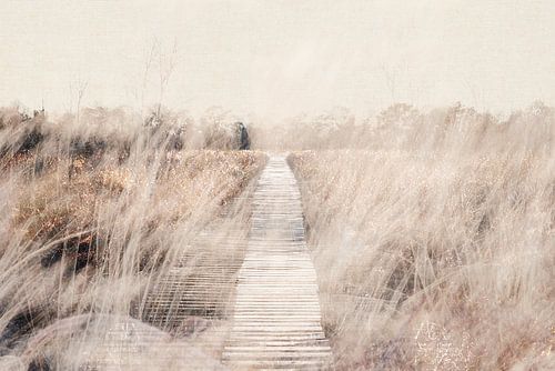 Natuurgebied in Nationaal Park De Groote Peel