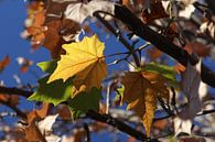 The Autumn Leaves van Cornelis (Cees) Cornelissen thumbnail