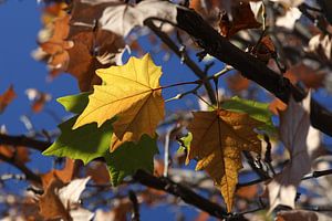 The Autumn Leaves van Cornelis (Cees) Cornelissen