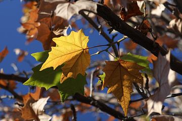Les feuilles d'automne sur Cornelis (Cees) Cornelissen