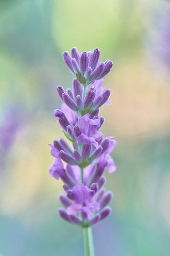 Lavendel close-up met bokeh achtergrond