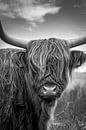 Schotse Hooglander: portret in zwart-wit van Marjolein van Middelkoop thumbnail