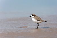 Male Kentish Plover