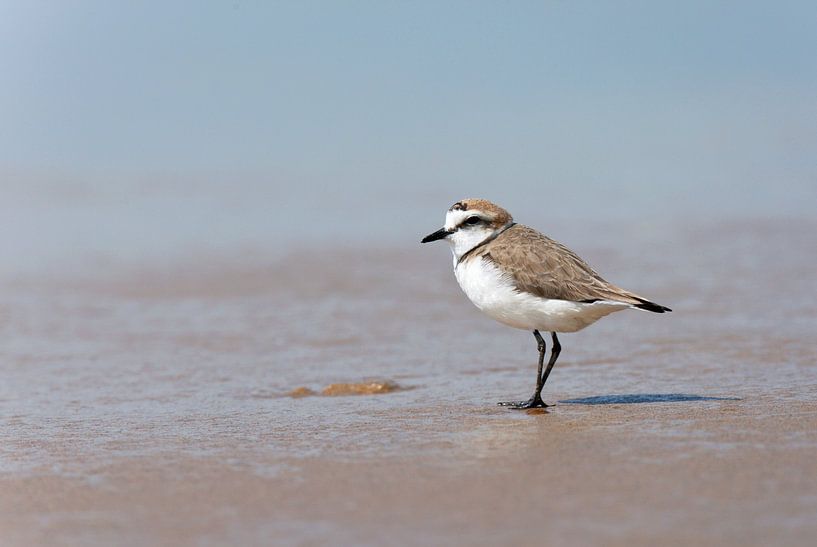 Strandregenpfeifer am Sandstrand stehend von Beschermingswerk voor aan uw muur