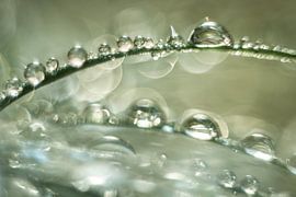 De geur van herfst von Gerry van Roosmalen