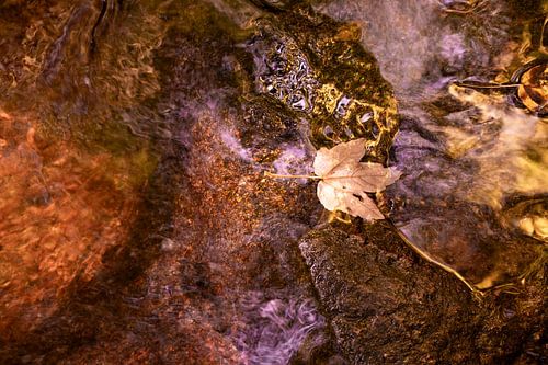 Feuille d'automne sur son chemin dans le ruisseau - à Geroldsauer Wasserfall Baden-Baden