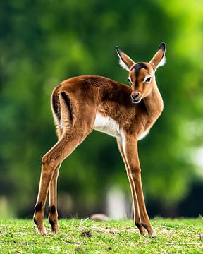 Impala kalf van Van Keppel Studios