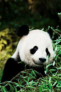 Niedlicher Panda