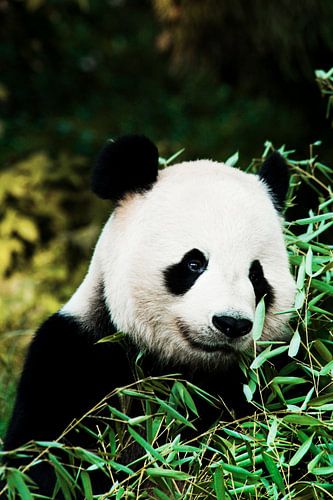 Cute Panda