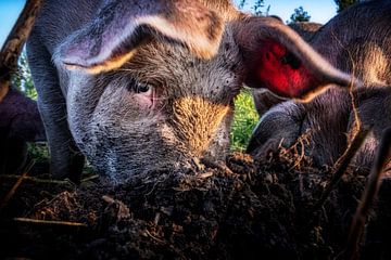 Un œil de cochon sur Ruud Peters